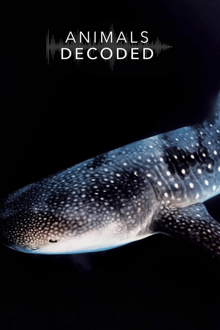 动物解码封面图