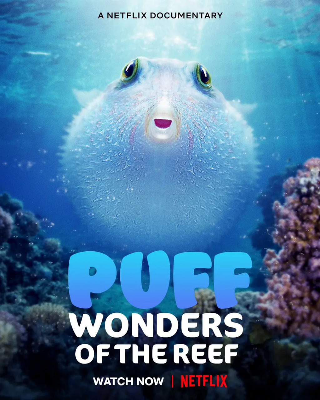 河豚之家：神奇的珊瑚礁封面图