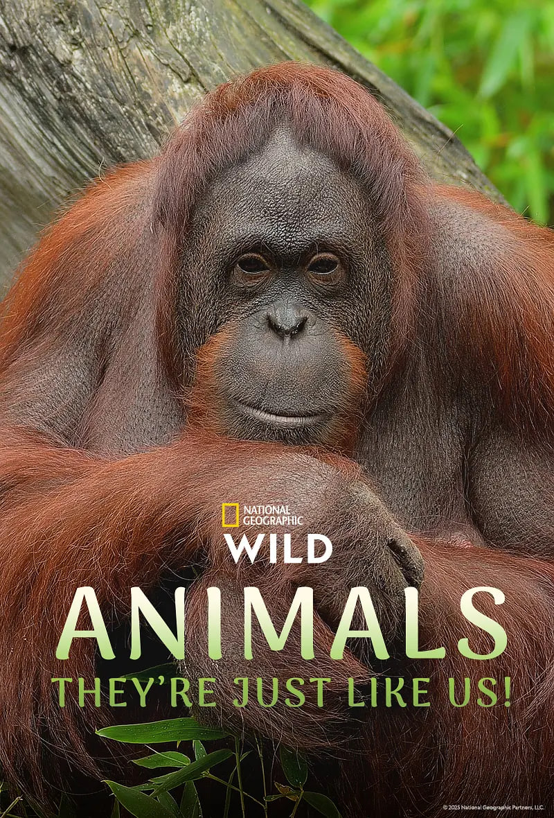 动物，它们和我们一样！第一季封面图