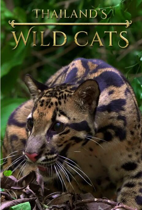 泰国野生猫科封面图