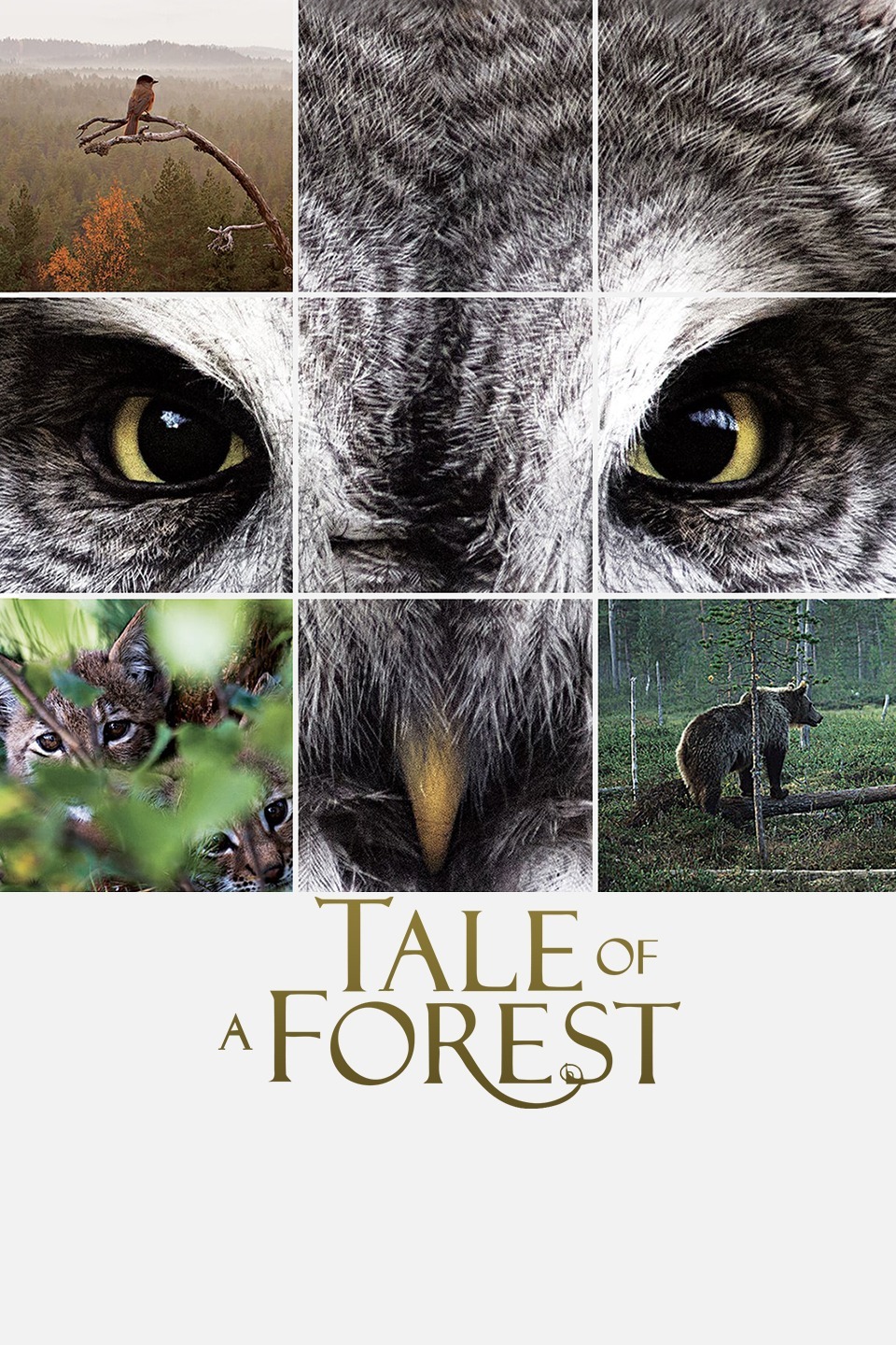 森之传说封面图