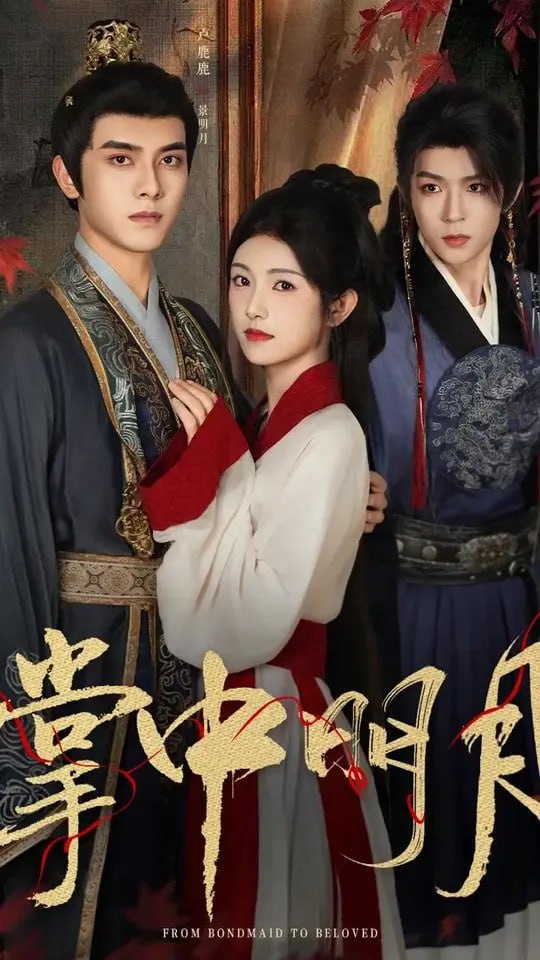 掌中明月封面图