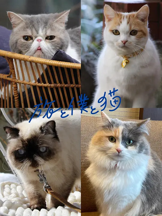 旅行和我和猫封面图